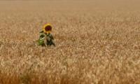 /data/news/17396/file/realname/images/sunflower.jpg